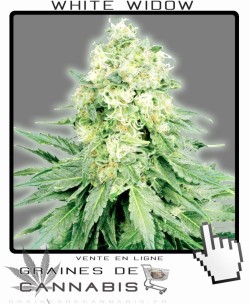 Graines de Cannabis White Widow supérieures