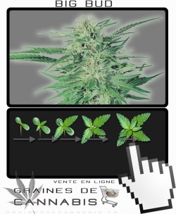 Comment faire pousser Big Bud cannabis?