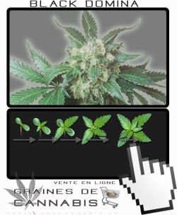 Comment faire pousser Black Domina cannabis?