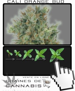 Comment faire pousser Cali Orange Bud cannabis?