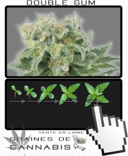 Comment faire pousser Double Gum cannabis?