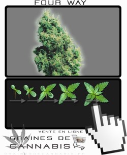 Comment faire pousser Four Way cannabis?