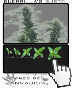 Comment faire pousser Guerrilla S Gusto cannabis?