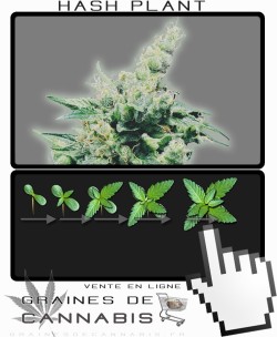 Comment faire pousser Hash Plant cannabis?