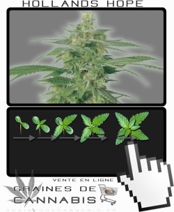 Comment faire pousser Hollands Hope cannabis?