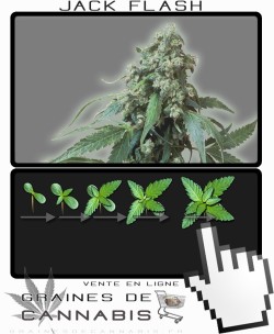 Comment faire pousser Jack Flash cannabis?