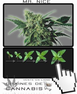 Comment faire pousser Mr Nice cannabis?