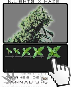 Comment faire pousser Northern Lights 5 X Haze cannabis?
