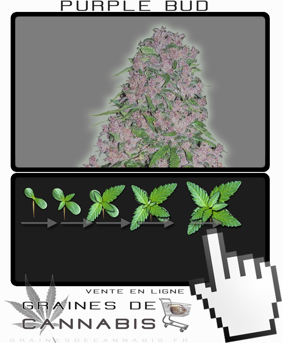 comment planter graine de weed