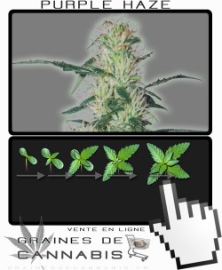 Comment faire pousser Purple Haze Feminisée cannabis?