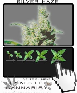 Comment faire pousser Silver Haze 9 Feminisée cannabis?