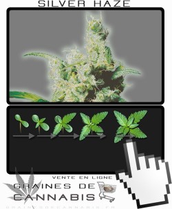Comment faire pousser Silver Haze cannabis?