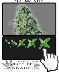 Comment faire pousser Skunk 1 cannabis?