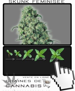 Comment faire pousser Skunk 1 Feminisée cannabis?