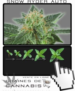 Comment faire pousser Snow Ryder Auto-florissante cannabis?