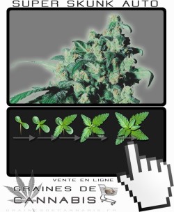 Comment faire pousser Super Skunk Auto-florissante cannabis?