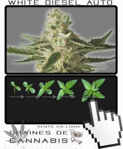 Comment faire pousser White Diesel Auto-florissante cannabis?