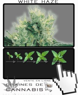 Comment faire pousser White Haze cannabis?