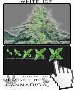 Comment faire pousser White Ice cannabis?