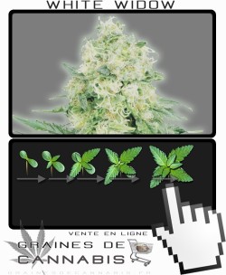 Comment faire pousser White Widow Feminisée cannabis?