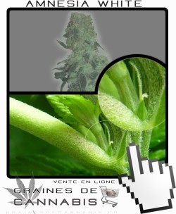 Comment faire fleurir Amnesia White cannabis?