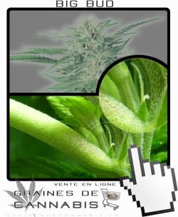 Comment faire fleurir Big Bud cannabis?