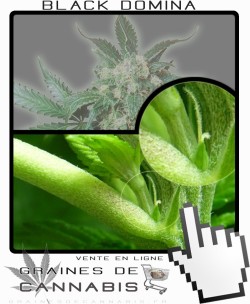 Comment faire fleurir Black Domina cannabis?