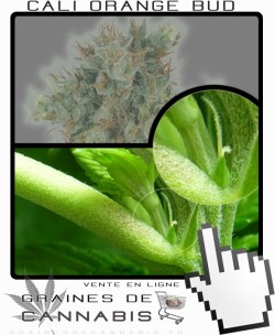 Comment faire fleurir Cali Orange Bud cannabis?
