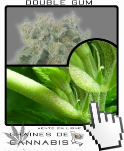 Comment faire fleurir Double Gum cannabis?