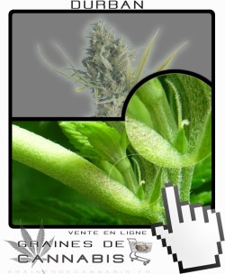 Comment faire fleurir Durban cannabis?