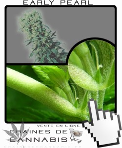 Comment faire fleurir Early Pearl cannabis?