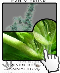 Comment faire fleurir Early Skunk cannabis?