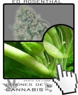 Comment faire fleurir Ed Rosenthal Super Bud cannabis?