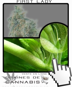 Comment faire fleurir First Lady cannabis?