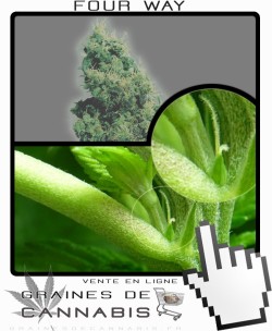 Comment faire fleurir Four Way cannabis?