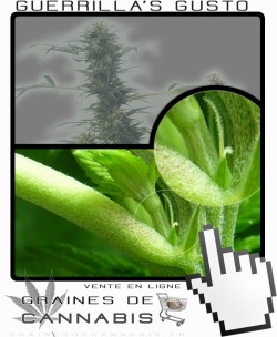 Comment faire fleurir Guerrilla S Gusto cannabis?