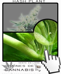 Comment faire fleurir Hash Plant cannabis?