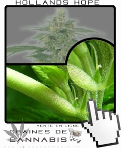 Comment faire fleurir Hollands Hope cannabis?