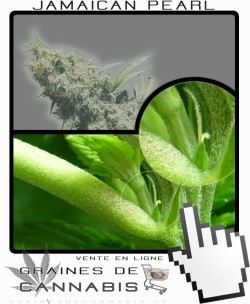 Comment faire fleurir Jamaican Pearl cannabis?