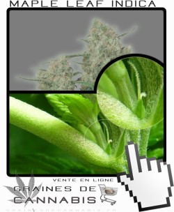 Comment faire fleurir Maple Leaf Indica cannabis?