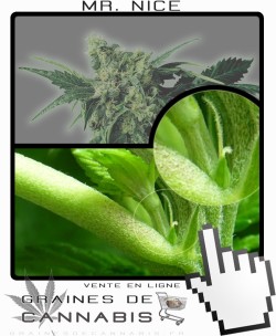 Comment faire fleurir Mr Nice cannabis?