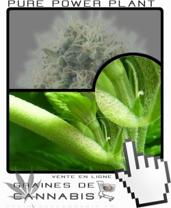 Comment faire fleurir Pure Power Plant Feminisée cannabis?