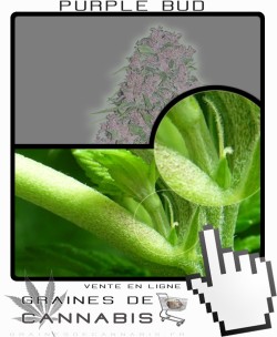 Comment faire fleurir Purple Bud Feminisée cannabis?