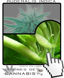 Comment faire fleurir Ruderalis Indica cannabis?