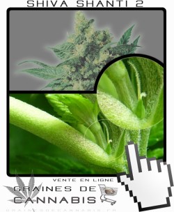 Comment faire fleurir Shiva Shanti2 cannabis?