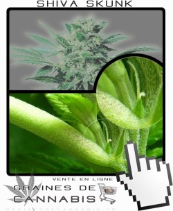 Comment faire fleurir Shiva Skunk cannabis?