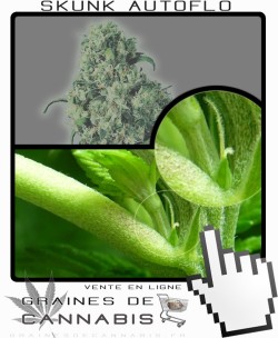 Comment faire fleurir Skunk 1 Auto-florissante cannabis?