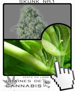 Comment faire fleurir Skunk 1 cannabis?