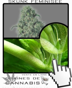 Comment faire fleurir Skunk 1 Feminisée cannabis?