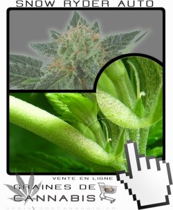 Comment faire fleurir Snow Ryder Auto-florissante cannabis?